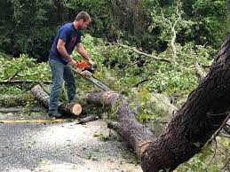 Best Emergency Tree Removal  in Fallbrook, CA